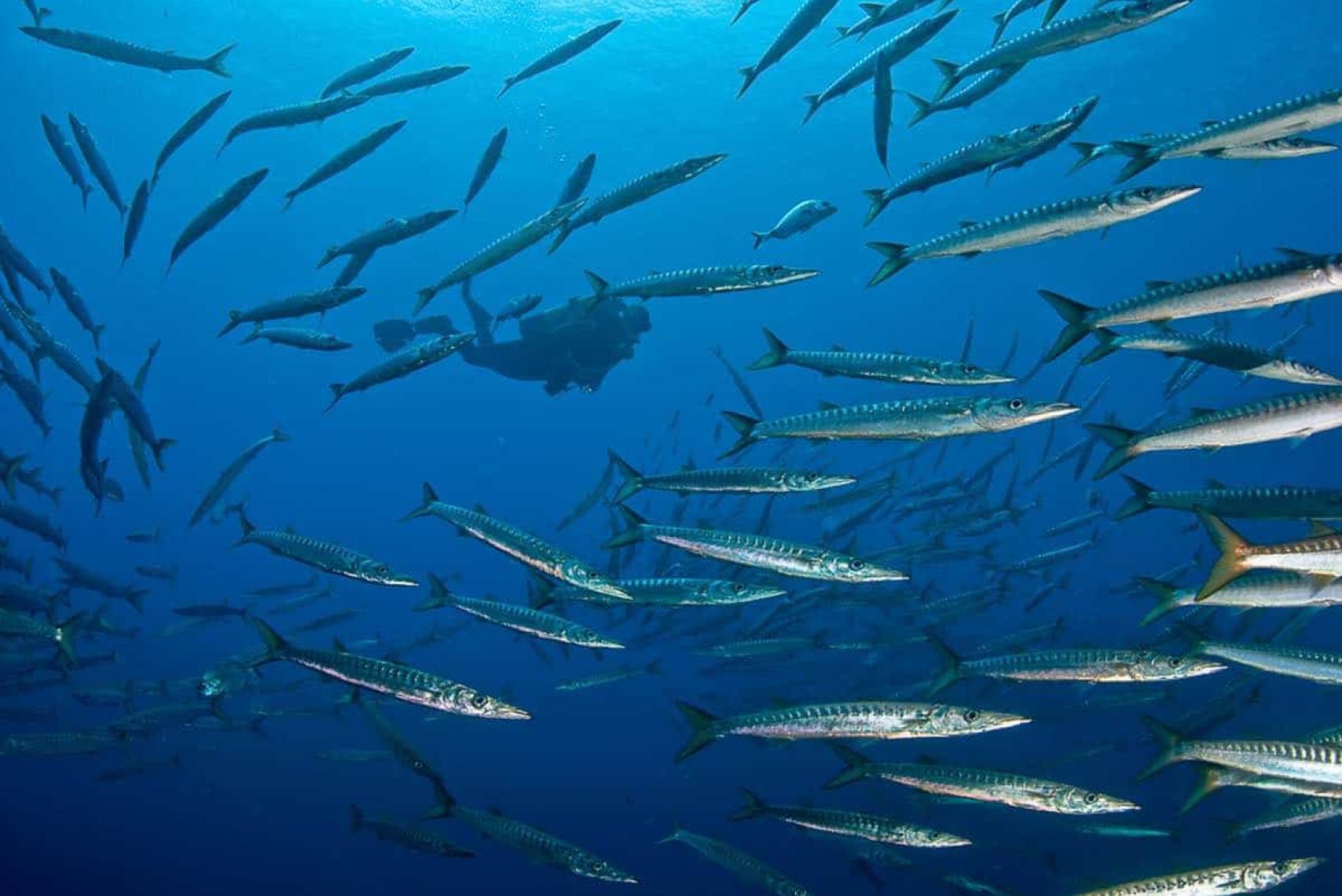 buceando-con-barracudas