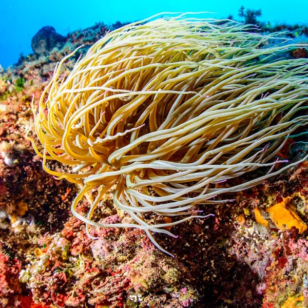 Buceo en las Islas Baleares