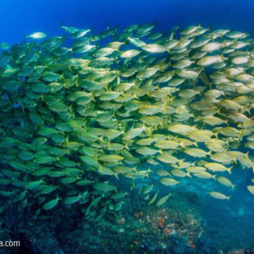SCUBA Ibiza Centro de Buceo